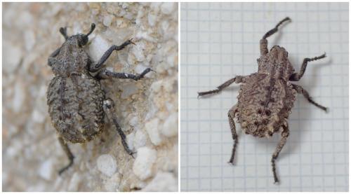 Brachycerus sp.